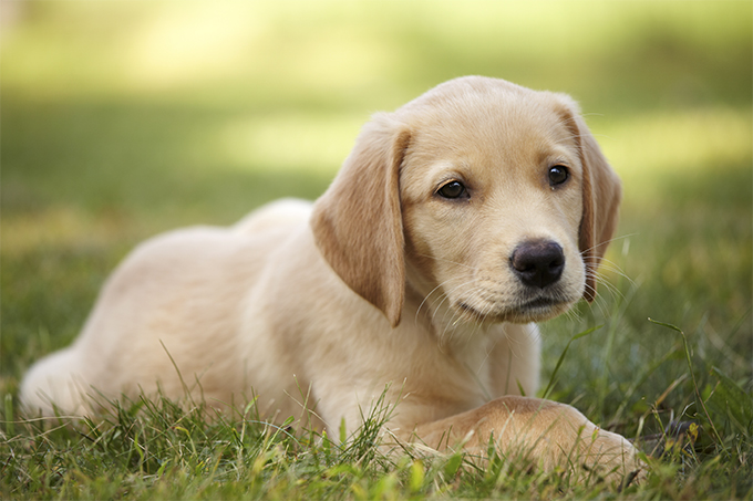 anjing golden