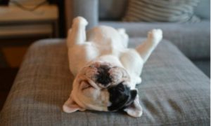 Manny the French Bulldog