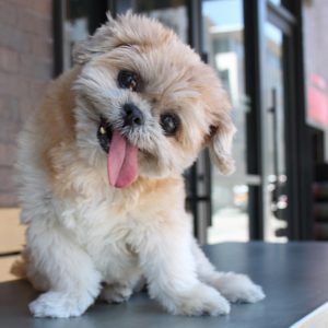 Marnie the Shih Tzu