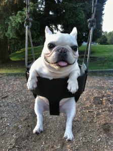 Sir Charles Barkley the French Bulldog