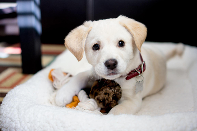 anjing jindo