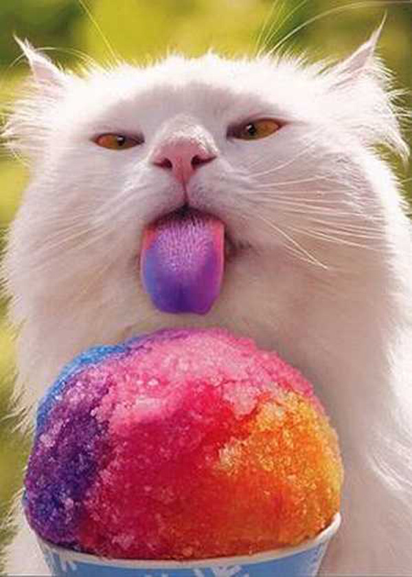 kucing makan eskrim