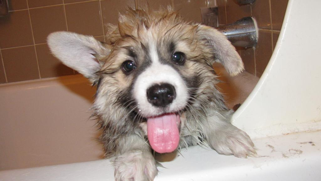 puppies bath
