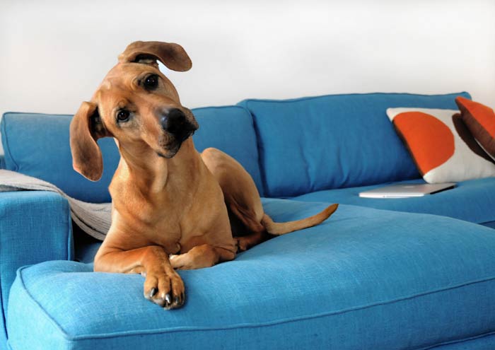 anjing di sofa