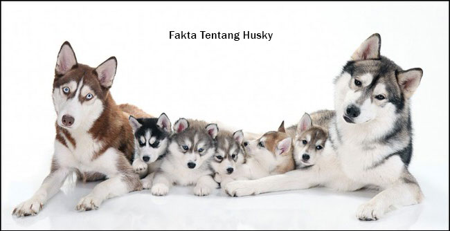 Miksha Anjing Yang Berbicara